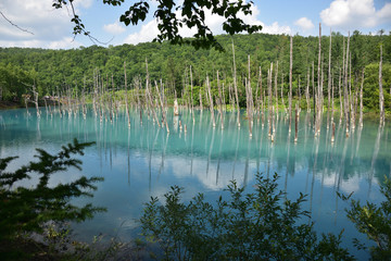 日本の北海道美瑛町の青い池