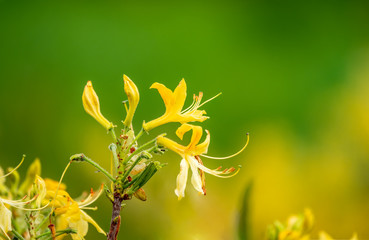 Yellow jasmine flowers on a green background