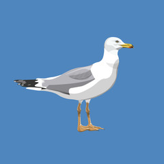 Seagull standing vector