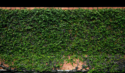 long hedge with creeping fig vine cover all of area. the upper part isolated on black background. 