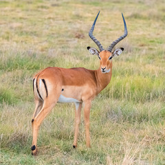 Impala, beautiful antelope standing in the savannah