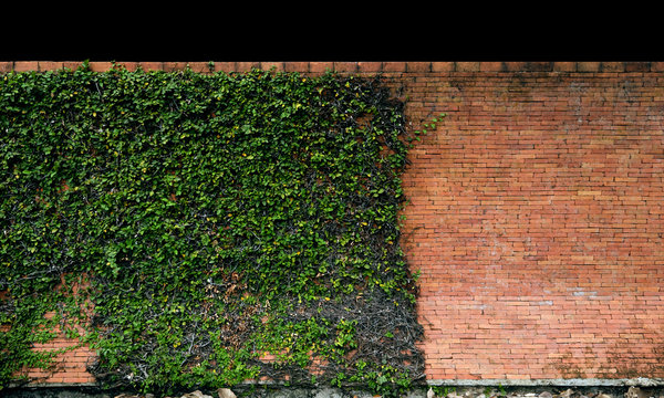long hedge with creeping fig vine cover half of the area. the upper part isolated on black background.  