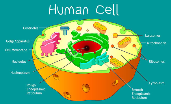 Human cell anatomy. Explanations, parts diagram. Structure with organelles, components . Clean white sheet without explanation. Education, science, biology image. 2d draw vector