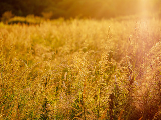 Summer field abstract background. Warm colors, Yellow orange grass, Selective focus, sunset sun.