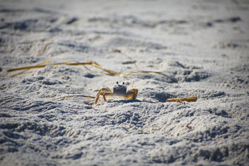 Ghost crab working on its burrow on the beach on Florida.