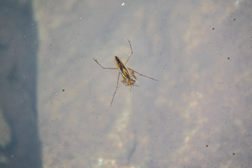 Water Strider Gerridae with prey on the water
