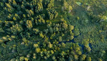 Fototapeta na wymiar swamp in the forest view from drone. Swampy landscape. View of an impassable swamp from height. Aerial photography Wild forest landscape.