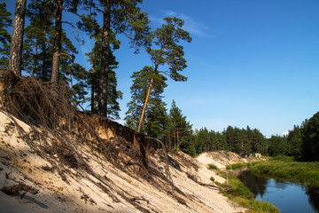 high sandy riverbank with falling trees