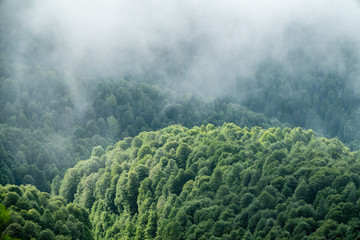 Thick green forest on a hillside in the morning fog. Trees in the fog.