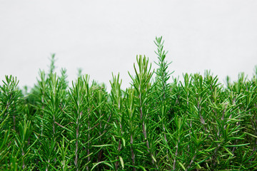 Rosemary Plant