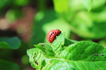 Colorado potato beetle eats leaves. Close-up. Background.