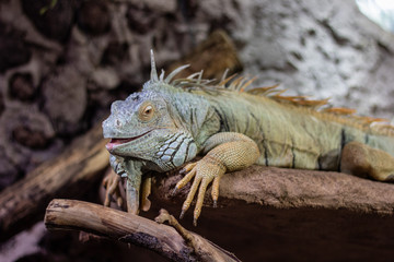 Leguan im Zoo 