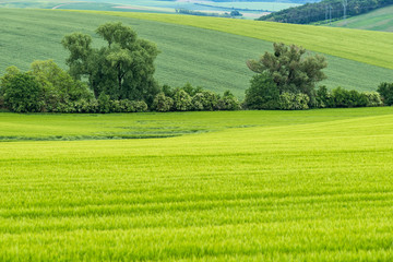 Green natural background