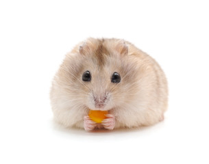 Hamster that eats.