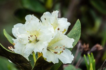 Fototapeta premium White Mountain Rhododendron Flowers