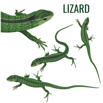 Set of a lizards