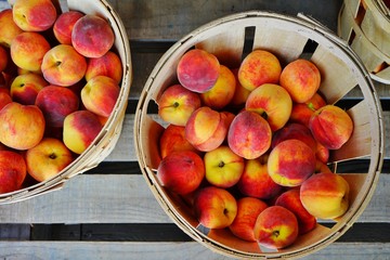 Bushels of fresh peaches in summer in New Jersey