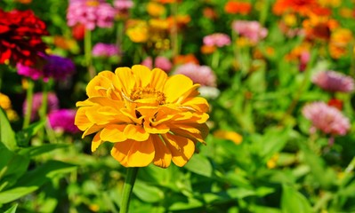 Colorful zinnia flowers in summer