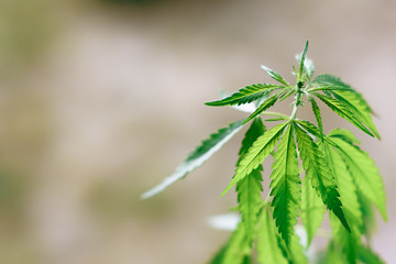 Cannabis plant growing outdoors, lit by warm morning light. Cultivation marijuana. Beautiful hemp bush CBD, marijuana vegetation plants, background green. A place for copy space