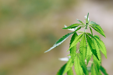 Cannabis plant growing outdoors, lit by warm morning light. Cultivation marijuana. Beautiful hemp bush CBD, marijuana vegetation plants, background green. A place for copy space