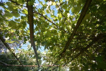Green grapes hanging on a bush in a sunny beautiful day