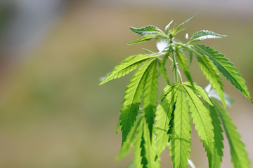 Cannabis plant growing outdoors, lit by warm morning light. Cultivation marijuana. Beautiful hemp bush CBD, marijuana vegetation plants, background green. A place for copy space