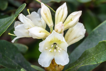 Obraz na płótnie Canvas White Mountain Rhododendron Flowers