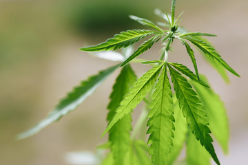 Cannabis plant growing outdoors, lit by warm morning light. Cultivation marijuana. Beautiful hemp...