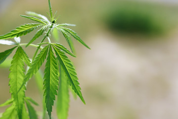 Cannabis plant growing outdoors, lit by warm morning light. Cultivation marijuana. Beautiful hemp bush CBD, marijuana vegetation plants, background green. A place for copy space