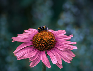 Bumblebee on big Echinacea flower, close up