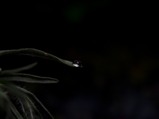 Gota de agua en hoja