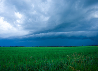 Fototapeta na wymiar Rain storm in wheat field in Alberta