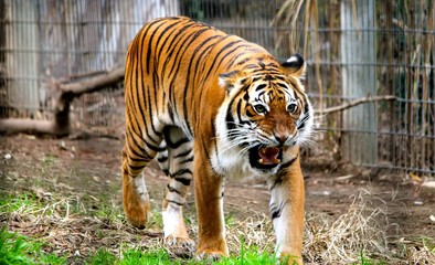 roaring tiger in zoo