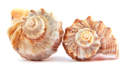 Two sea shells of Rapana or large predatory sea snail isolated on white background. Souvenir concept and design elements.