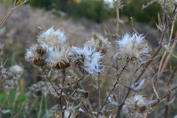 Thistle plant in the fall. Dry herbs on the meadow.