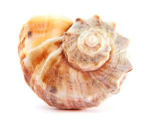 Sea shells of Rapana or large predatory sea snail isolated on white background. Souvenir concept