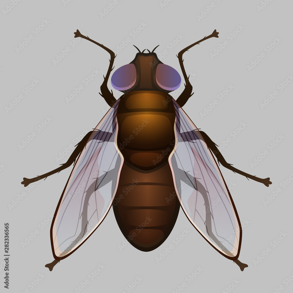 Wall mural Fly, housefly vector illustration isolated on grey background. Shiny insect.