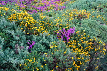 Fields of heathers and other wildflowers on a hill in Howth, Ireland