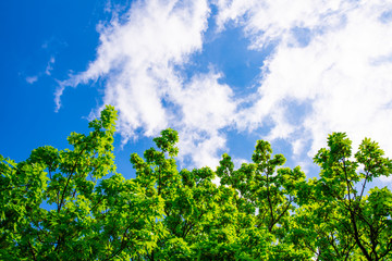 Obraz premium Green branches of a tree with bright green leaves under beautiful blue sky with clouds. View from the bottom