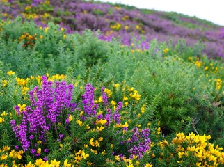 Fields of heathers and other wildflowers on a hill in Howth, Ireland