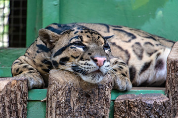 A lying Clouded Leopard (Neofelis Nebulosa) resting inside cage.
