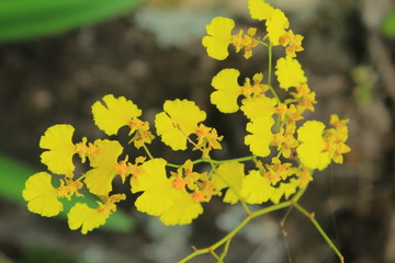 Flores