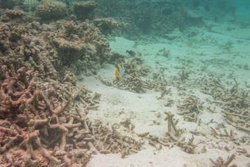 View of cute little fish hiding under coral. Snorkeling. Underwater world of Indian Ocean. Maldives.
