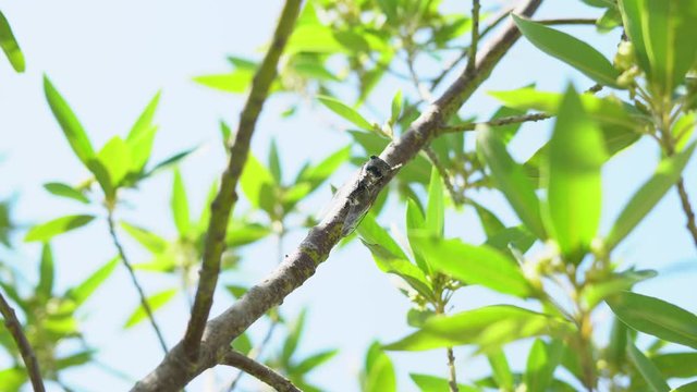 big cicada sitting on a branch on a sunny day against a clear sky. Cicada insect. Cicada closeup on a branch in its natural habitat.