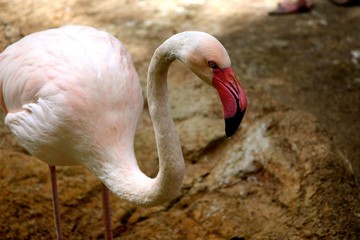 pink flamingo in zoo