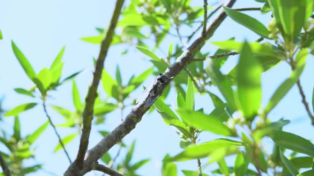 big cicada sitting on a branch on a sunny day against a clear sky. With sound of cicada.