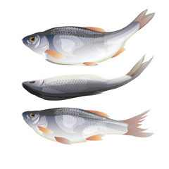 Roach fish set