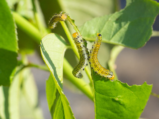 large rose sawfly caterpillar eating rose leaves