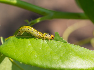 large rose sawfly caterpillar eating rose leaves