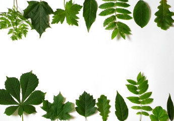 Many green leaves scattered on white background.